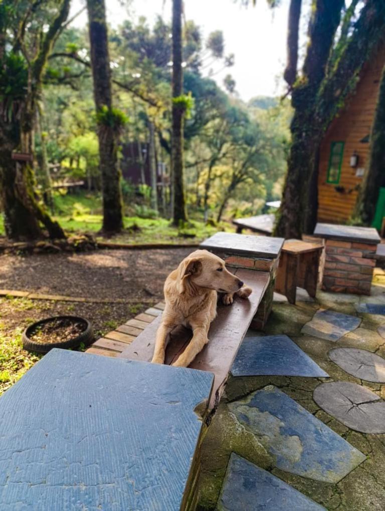 Country house Recanto Do Vale - Gralha Azul Bom Jardim da Serra