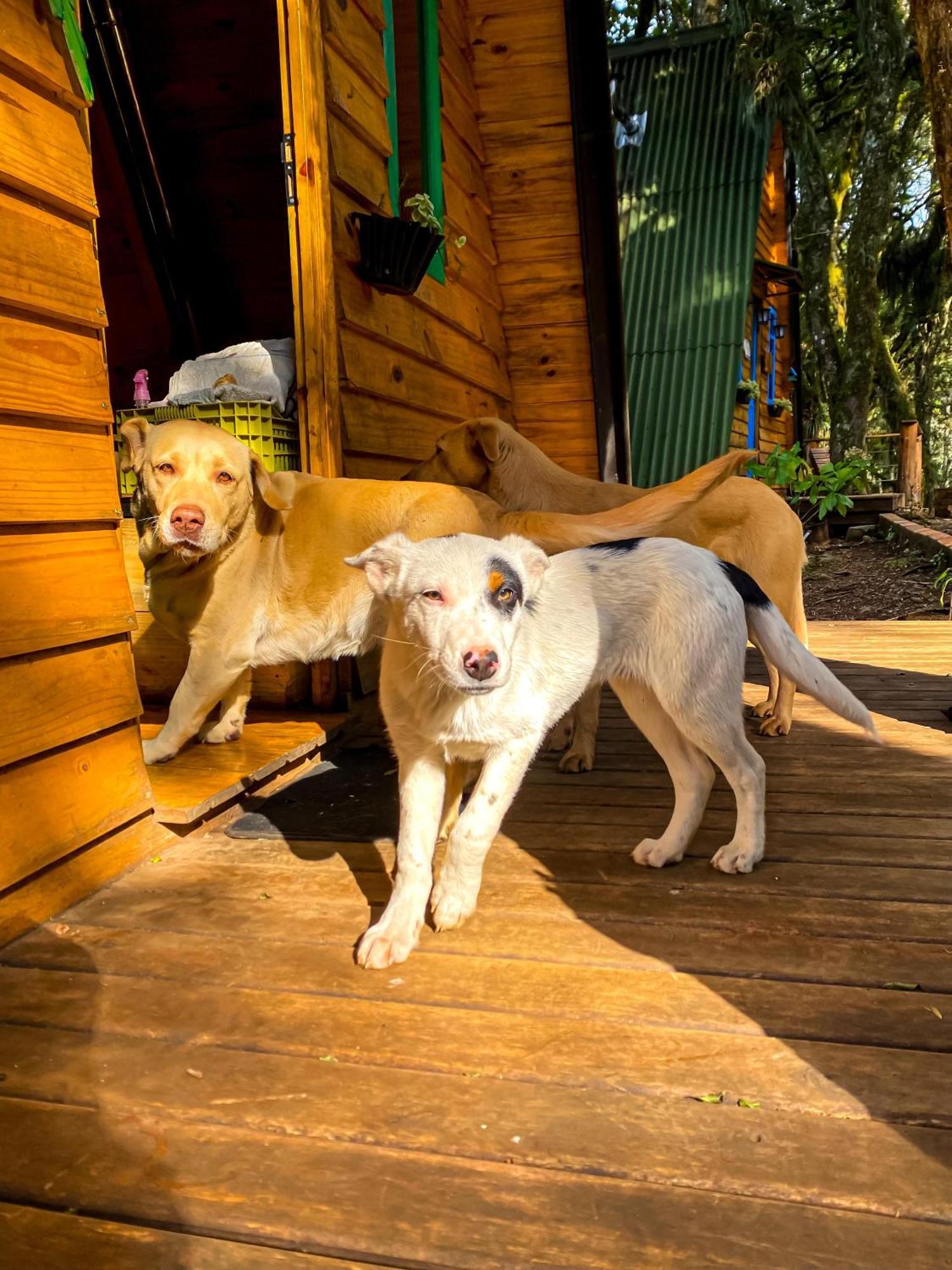 Country house Recanto Do Vale - Gralha Azul *